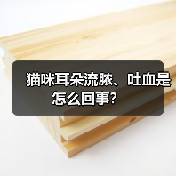 猫咪耳朵流脓、吐血是怎么回事？（图2）