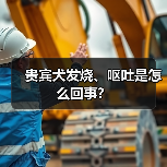 贵宾犬发烧、呕吐是怎么回事？（图4）