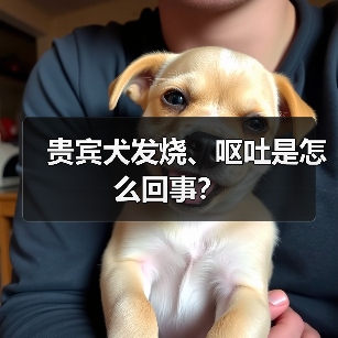 贵宾犬发烧、呕吐是怎么回事？（图3）