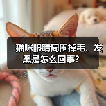 猫咪眼睛周围掉毛、发黑是怎么回事？（图3）