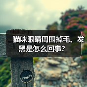 猫咪眼睛周围掉毛、发黑是怎么回事？（图4）