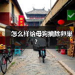 怎么样给母狗摘除卵巢？