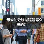 母犬的分娩过程是怎么样的?(图2) 母犬的分娩过程是怎么样的?(图2)