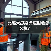 比熊犬感染犬瘟时会怎么样？（图1）