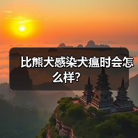 比熊犬感染犬瘟时会怎么样？（图2）