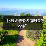 比熊犬感染犬瘟时会怎么样？（图4）