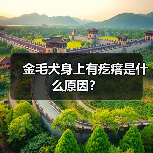 金毛犬身上有疙瘩是什么原因？（图2）