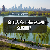 金毛犬身上有疙瘩是什么原因？
