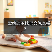 雪纳瑞不修毛会怎么样？
