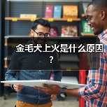 金毛犬上火是什么原因？（图1）