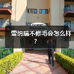 雪纳瑞不修毛会怎么样?(图2) 雪纳瑞不修毛会怎么样?(图2)