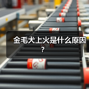 金毛犬上火是什么原因？（图2）