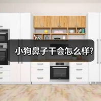小狗鼻子干会怎么样?(图1) 小狗鼻子干会怎么样?(图1)