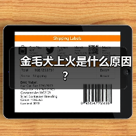 金毛犬上火是什么原因？（图4）