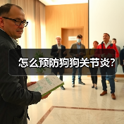 怎么预防狗狗关节炎？（图2）