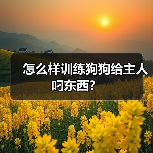 怎么样训练狗狗给主人叼东西？