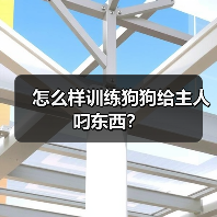 怎么样训练狗狗给主人叼东西?(图3) 怎么样训练狗狗给主人叼东西?(图3)