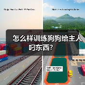 怎么样训练狗狗给主人叼东西?(图4) 怎么样训练狗狗给主人叼东西?(图4)