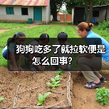 狗狗吃多了就拉软便是怎么回事？