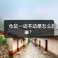 仓鼠一动不动是怎么回事？（图2）