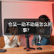 仓鼠一动不动是怎么回事？