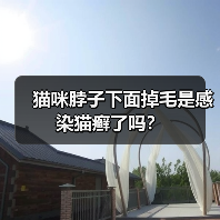 猫咪脖子下面掉毛是感染猫癣了吗？（图2）