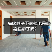 猫咪脖子下面掉毛是感染猫癣了吗？（图3）
