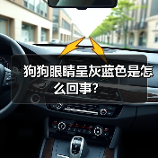 狗狗眼睛呈灰蓝色是怎么回事？（图1）