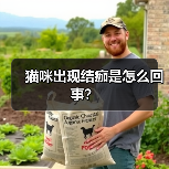 猫咪出现结痂是怎么回事？