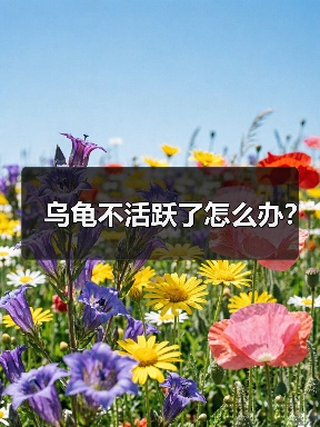 乌龟不活跃了怎么办？