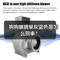 狗狗眼睛呈灰蓝色是怎么回事？（图3）