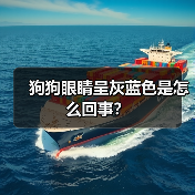 狗狗眼睛呈灰蓝色是怎么回事？（图2）