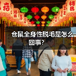 仓鼠全身性脱毛是怎么回事？（图2）