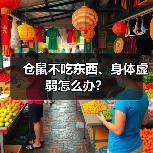 仓鼠不吃东西、身体虚弱怎么办？