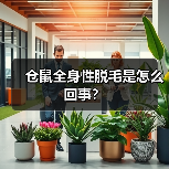 仓鼠全身性脱毛是怎么回事？（图3）