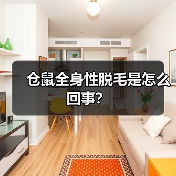 仓鼠全身性脱毛是怎么回事？（图4）