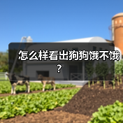 怎么样看出狗狗饿不饿？（图2）
