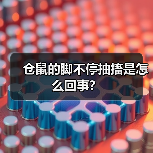 仓鼠的脚不停抽搐是怎么回事？