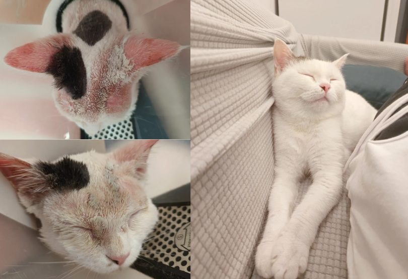 猫癣用什么药治疗?