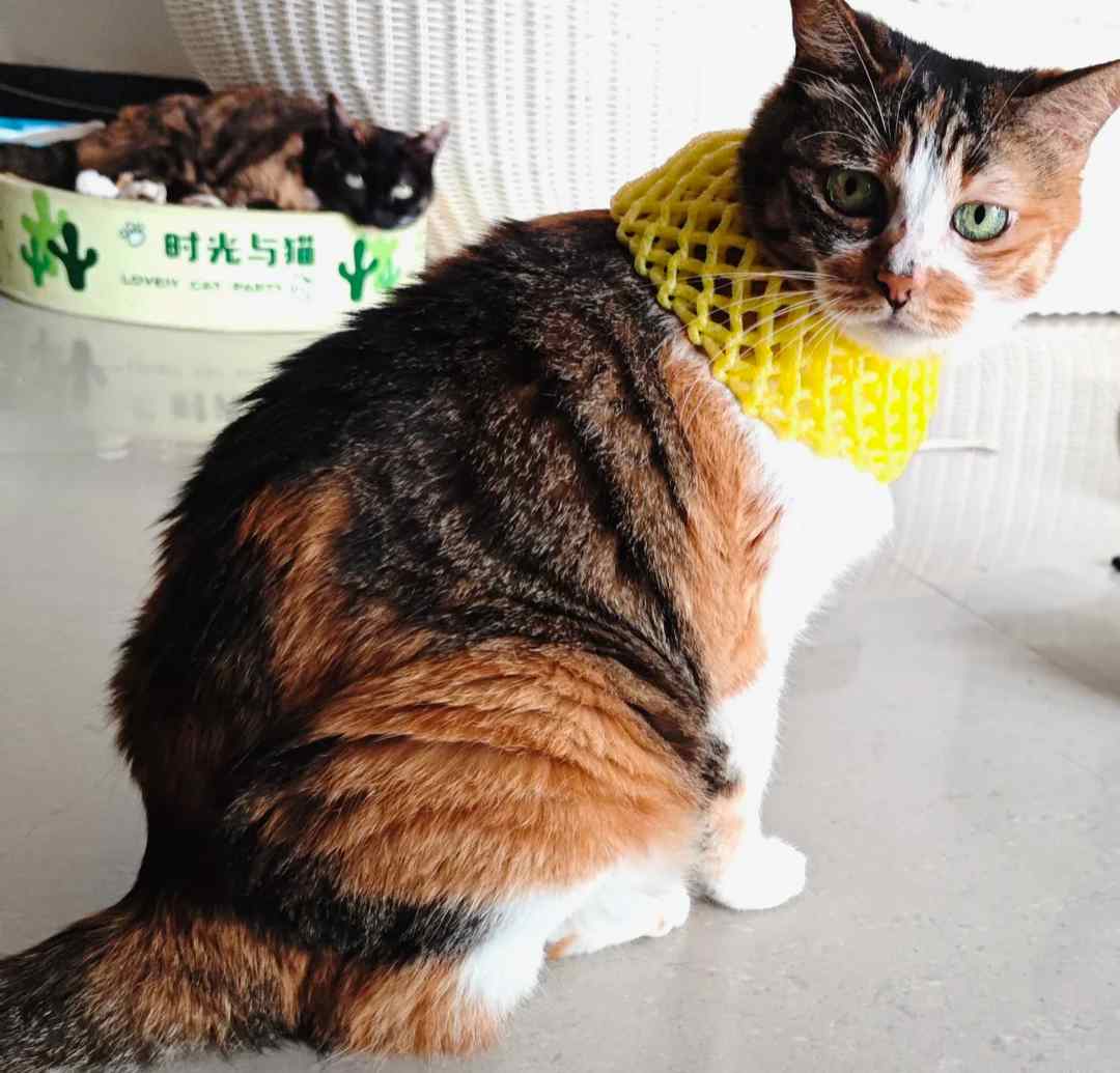 猫咪脖子上有疙瘩怎么办?