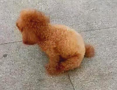 狗狗屁股周围发红瘙痒?可能是这些原因导致的