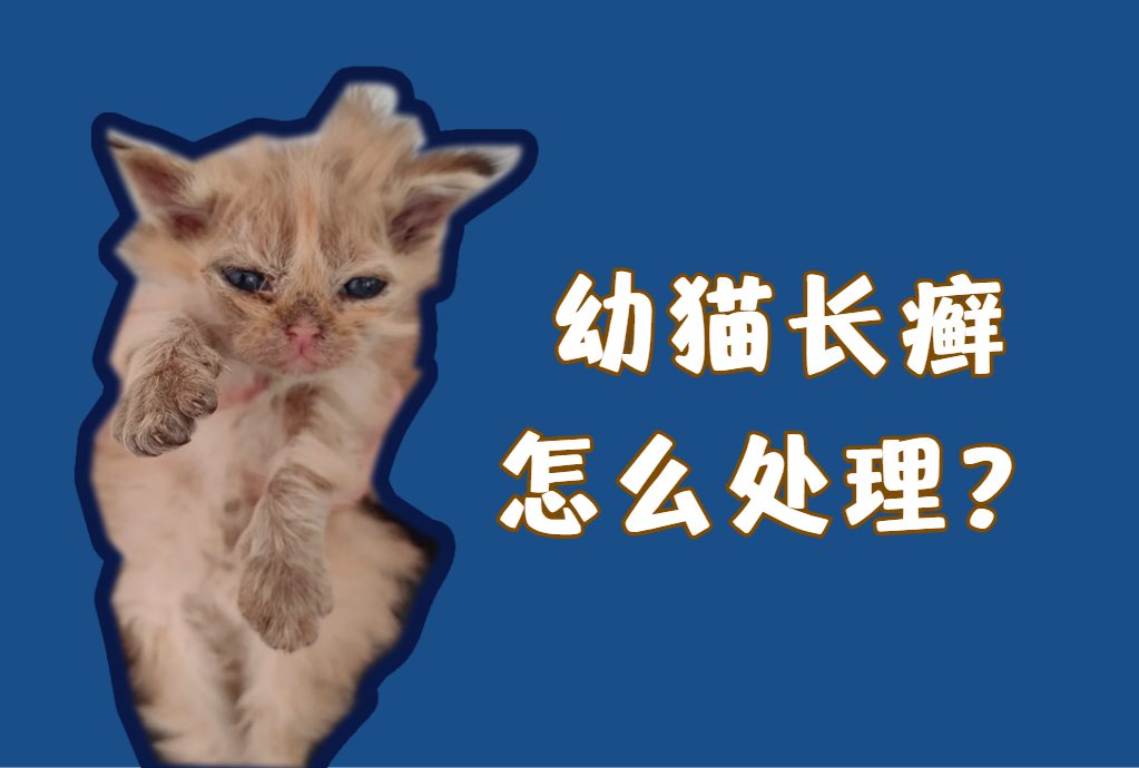 幼猫长癣怎么处理?