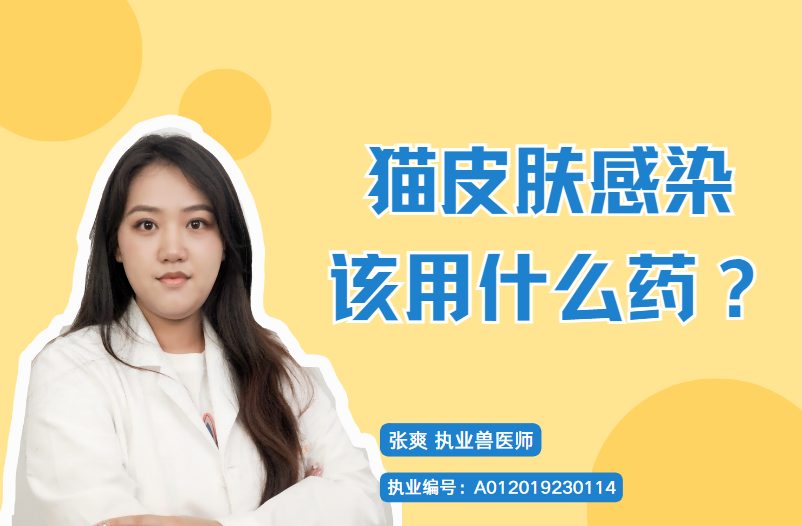 猫咪皮肤感染该用什么药?