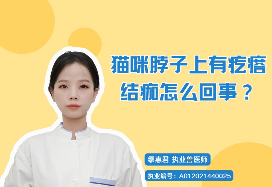 猫咪脖子起疙瘩结痂怎么办？原因解析、居家清理消毒与用药驱虫指南，及何时需要医院检查