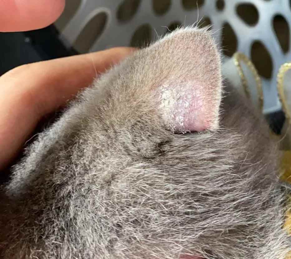 猫癣掉毛怎么办?