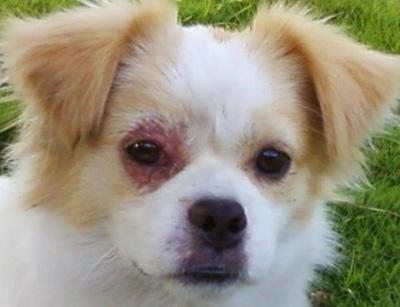 关爱毛孩子:正确应对狗狗眼周掉毛问题