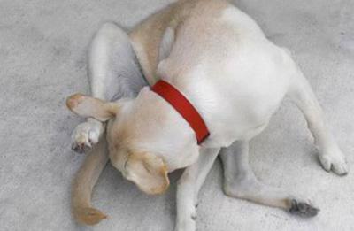 【紧急求助】狗狗瘙痒不停抓挠至出血?