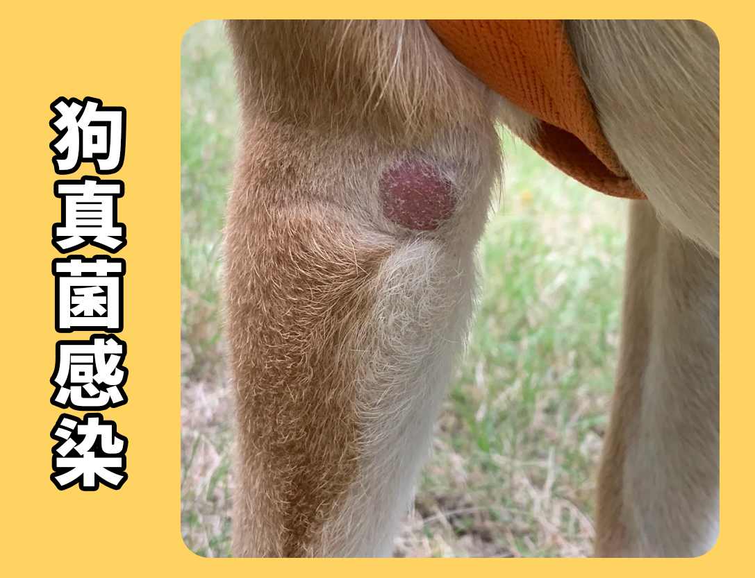 犬真菌感染