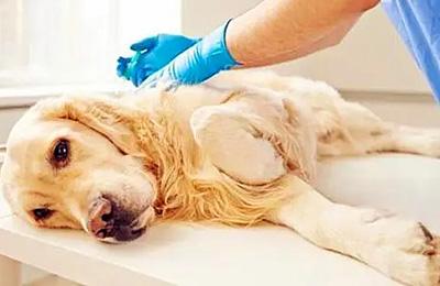 狗狗局部脱毛到底正不正常?怎么判断?