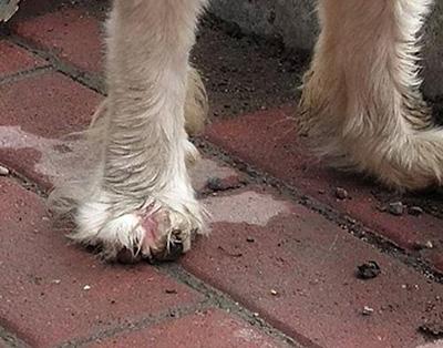 狗狗爪子红肿:如何快速识别并治疗皮肤病